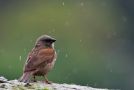 Swainson's Sparrow, i regnvejr, Ethiopia 5th of August 2012 Photo: Thomas Varto Nielsen