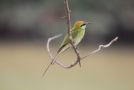 Arabian Green Bee-eater, India 11th of March 2012 Photo: Jakob Ugelvig Christiansen