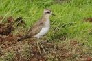 Caspian Plover, Azores 19th of October 2012 Photo: Eric Didner