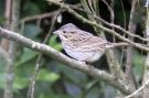 Lincoln's Sparrow, 2nd WP Report, Azores 17th of October 2012 Photo: Eric Didner