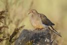 Mourning Dove, Azores 23rd of October 2012 Photo: Eric Didner