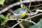 Northern Parula, Azores 17th of October 2012 Photo: Eric Didner