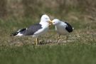 Lesser Black-backed Gull, Germany 4th of May 2012 Photo: Erik Mølgaard
