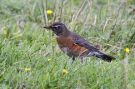 American Robin, Azores 19th of October 2012 Photo: Eric Didner