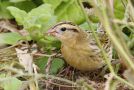 Bobolink, Azores 23rd of October 2012 Photo: Eric Didner