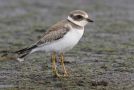 Semipalmated Plover, 1cy, Azores 13th of October 2012 Photo: Eric Didner