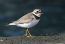 Semipalmated Plover, Azores 24th of October 2012 Photo: Eric Didner