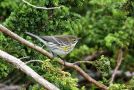 Myrtle Warbler, Azores 20th of October 2012 Photo: Eric Didner