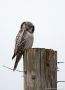 Northern Hawk-owl, Mens vi venter...., Sweden 24th of November 2012 Photo: Johnny Salomonsson