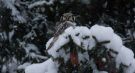 Northern Hawk-owl, Sweden 1st of December 2012 Photo: Stefan Tapio Ettestam