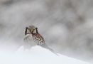 Northern Hawk-owl, Sweden 2nd of December 2012 Photo: Tomas Lundquist