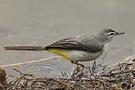Grey Wagtail, India 30th of January 2012 Photo: Helge Sørensen