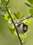 Chestnut-sided Warbler, Canada 10th of May 2010 Photo: Henry Lehto