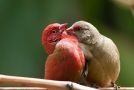 Red-billed Firefinch, A pair of Adults, Ethiopia 18th of July 2012 Photo: Thomas Varto Nielsen