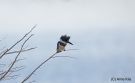 Belted Kingfisher, USA 17th of October 2012 Photo: Arne Kiis