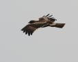 Booted Eagle, India 18th of December 2012 Photo: Paul Patrick Cullen