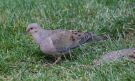 Mourning Dove, USA 4th of September 2012 Photo: Lars Falck