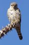 Madagascar Kestrel (Falco newtoni), Madagascar 3rd of November 2012 Photo: Anders Bacher Nielsen