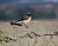 Pied Wheatear, han/male, Ethiopia 30th of October 2012 Photo: Jens Thalund