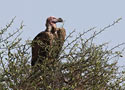Lappet-faced Vulture, Kenya 7th of July 2011 Photo: Hans Henrik Larsen