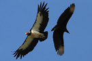 And Black Vulture, Nicaragua  21. februar 2011 Foto: Søren Kristoffersen