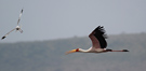 Yellow-billed Stork, Kenya 28th of June 2011 Photo: Hans Henrik Larsen