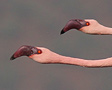 Lille Flamingo, Kenya 26. juni 2011 Foto: Hans Henrik Larsen