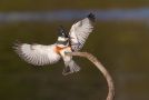 Belted Kingfisher, Landing with prey, USA 2nd of January 2013 Photo: Daniel Pettersson