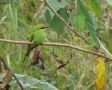 Arabian Green Bee-eater, Ethiopia 2nd of November 2012 Photo: Jens Thalund