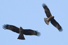 Booted Eagle, Dark morph with Black Kite ssp. <i>lineatus<i/>, Nepal 23rd of February 2012 Photo: Søren Kristoffersen