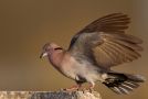 Mourning Collared Dove, Adult, Ethiopia 31st of December 2012 Photo: Thomas Varto Nielsen