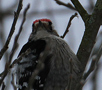 Lesser Spotted Woodpecker, Denmark 16th of January 2013 Photo: Vagn Freundlich