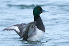 Greater Scaup, Denmark 19th of January 2013 Photo: Lars Gabrielsen