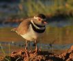 Three-banded Plover, Egypt 12th of January 2013 Photo: Christer Brostam