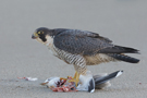Peregrine Falcon, Second winter female with Common (Mew) Gull., Netherlands 2nd of February 2013 Photo: Arie Ouwerkerk