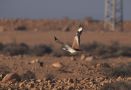 Macqueen's Bustard, Israel 1st of February 2013 Photo: Silas K.K. Olofson