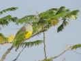 Bruce's Green Pigeon, Adult, Ethiopia 6th of November 2012 Photo: Jens Thalund