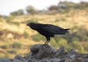 Fan-tailed Raven, Ethiopia 7th of November 2012 Photo: Jens Thalund