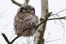 Northern Hawk-owl, Sweden 5th of February 2013 Photo: Christian Ljunggren
