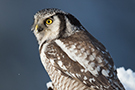 Northern Hawk-owl, Sweden 2nd of February 2013 Photo: Johnny Salomonsson