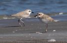 Kentish Plover, White-faced Plover with Malaysian Plover, Thailand 14th of January 2013 Photo: Klaus Malling Olsen