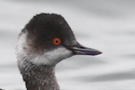 Black-necked Grebe, winter plumage, Sweden 15th of February 2013 Photo: Tommy Holmgren