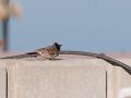 Red-vented Bulbul, Red-wented bulbyl, Kuwait 7th of February 2013 Photo: David Andersson