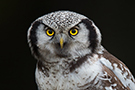 Northern Hawk-owl, Sweden 2nd of January 2013 Photo: Johnny Salomonsson