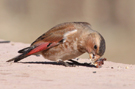 Asian Crimson-winged Finch, Morocco 4th of February 2013 Photo: Zbigniew Kajzer