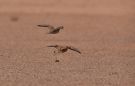 Spotted Sandgrouse, Israel 2nd of February 2013 Photo: Silas K.K. Olofson