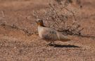 Spotted Sandgrouse, Israel 2nd of February 2013 Photo: Silas K.K. Olofson