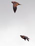 Black-bellied Sandgrouse, Male and Female, Spain 23rd of February 2013 Photo: Hans Henrik Larsen