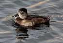 Ring-necked Duck, Ad. Female, Spain 23rd of February 2013 Photo: Hans Henrik Larsen