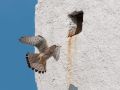 Common Kestrel, Sweden 17th of May 2012 Photo: David Andersson